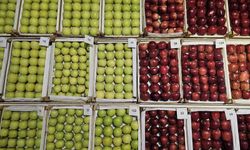 Gölcük'te en lezzetli elma ve armutlar vitrine çıktı