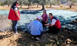 Gömeç te Zeytin Hasadına başlandı