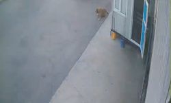 Görenlerin içini sızlatan görüntü