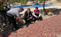 Güney'de toplanan Antep fıstıkları üreticinin yüzünü güldürüyor