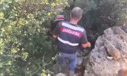 Hatay'da jandarmadan uyuşturucu operasyonu: 371 kök kenevir ele geçirildi