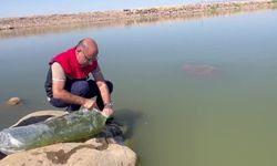 İdil'de Dirsekli göletine 100 bin yavru sazan bırakıldı