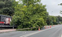 İstanbul'da yağış sonrası ağaçlar devrildi, rögarlar taştı