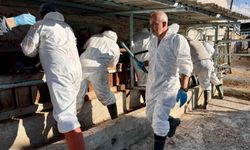 İthal büyükbaş hayvanların sağlık kontrolleri yapıldı