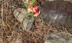 Kaplumbağaya su bulamayınca karpuz ikram etti