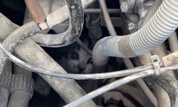 Kaputta sıkışan yavru kedinin imdadına itfaiye yetişti