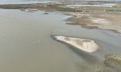Karacabey'de göl üzerinde pelikanlar havadan görüntülendi