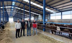 Karapınar'da ithal besilik sığırlara sıkı denetim