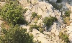 Kazankaya Kanyonu'nda yaban keçileri doğal yaşam alanlarında görüntülendi