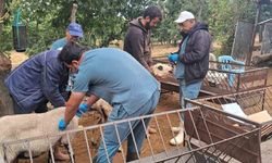 Köşk'te koyun ve keçiler sağlık taramasından geçiriliyor