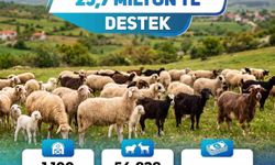 Küçükbaş üreticisine 25,7 milyon liralık can suyu