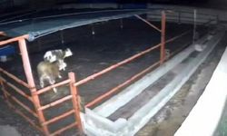Mandıraya giren kurtlar hayvanlara saldırdı