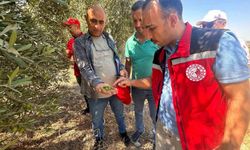 Manisa'da 2026 zeytin ve zeytinyağı rekoltesi sahada belirlenecek