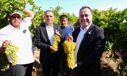 Manisa'da bağbozumu heyecanı başladı