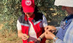 Manisa'da zeytin sineği uyarısı
