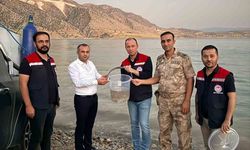 Mardin Ilısu Barajına 1 milyon şabut balığı bırakıldı