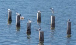 Mavişehir'in doğal dokusu Flamingo Doğa Parkı'yla canlanıyor
