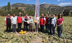 Menteşe Karabağlar yaylasında asırlık lezzetin hasat zamanı