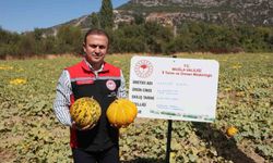 Menteşe'de yayla kavunu ve ata sebzelerinin hasadı yapıldı