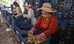 Mersin'de üreticiden alınan şeftaliler Kent Lokantasında vatandaşla buluşacak