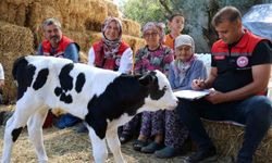 Muğla'da yeni doğan buzağı seferberliği