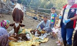 Muğla'da yeni doğan buzağılar için seferberlik