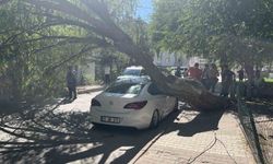 Niğde'de park halindeki otomobilin üzerine ağaç devrildi
