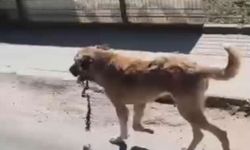 Ordu'da ağzına çengel takılan köpek kurtarıldı