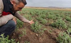 Patnos'ta Ada Çayı heyecanı: İlk hasat için geri sayım başladı