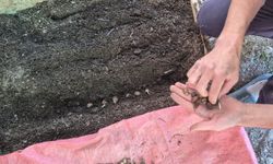 Pazarlar'da salep üretim alanında ekim kontrolü