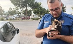 Polis bu kez bir yavru kedi için seferber oldu