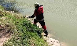 Reyhanlı'da göl kenarında görülen yılan yakalandı