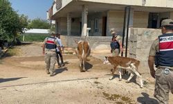 Şanlıurfa'da büyükbaş hayvan dolandırıcılığında 1 gözaltı