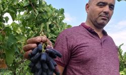 Sarıgöl'de yeni üzüm çeşidi merak uyandırdı