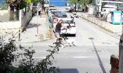 Sarıyer'de başıboş köpekler vatandaşları tedirgin ediyor