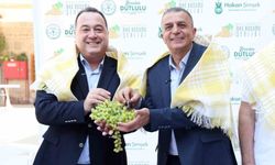 Şehzadeler'de 4 gün sürecek bağ bozumu coşkusu başlıyor