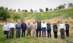 Şemdinli'de üzüm hasadı başladı