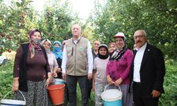 Şemsi Bayraktar'dan Çivril'de elma hasadı yaptı