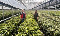 Simav'da kesme çiçek üreticilerine İBS ziyareti