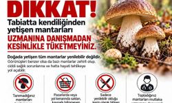 Sinop'ta mantar toplayıcılarına uyarı