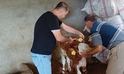 Şırnak'ta hayvanlara yönelik aşılama ve küpeleme çalışması