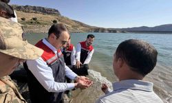 Şırnak'ta Ilısu Baraj Gölü'ne 800 bin yavru şabut balığı bırakıldı