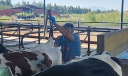 Söke'de hastalıktan ari işletmelerde rutin sağlık kontrolleri sürüyor