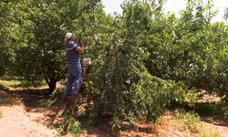 Su tarlaya ulaştı, Emirler'de kiraz üretimi arttı