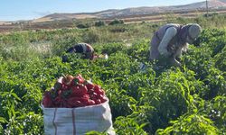 Tarlalardan sofralara acı yolculuk başladı