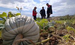 Tekirdağ'da tarladan sofraya bal kabağı mesaisi