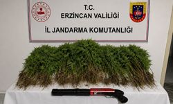 Tercan'da uyuşturucu operasyonunda 174 kök kenevir ele geçirildi