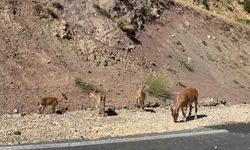 Tunceli'de dağ keçisi sürüsü görüntülendi