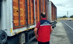 Uşak'ta hayvan hastalıklarına karşı yol kontrol ve denetimler aralıksız devam ediyor