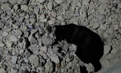 Van Gölü sahilinde sıra dışı anlar: Kedi yakaladığı fare ile saatlerce oynadı